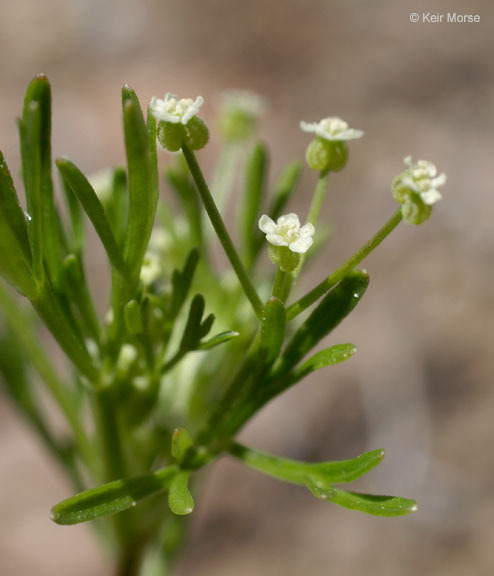 Imagem de Apiastrum angustifolium Nutt.