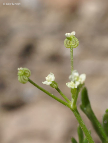 Imagem de Apiastrum angustifolium Nutt.