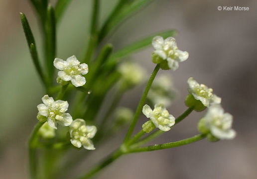 Imagem de Apiastrum angustifolium Nutt.