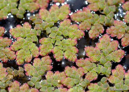 صورة Azolla filiculoides Lam.