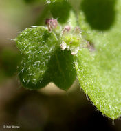 Image of hoary bowlesia