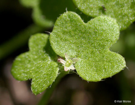 Image of hoary bowlesia