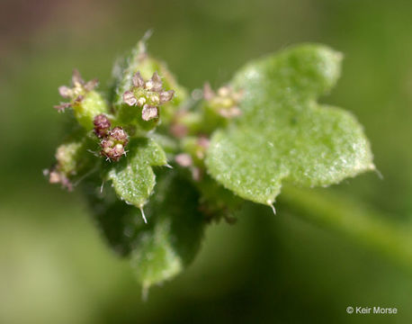 Image of hoary bowlesia