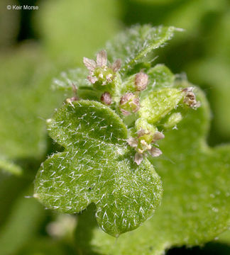 Image of hoary bowlesia