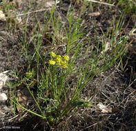 Image of common lomatium