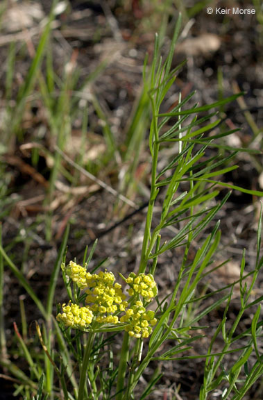 Image of common lomatium