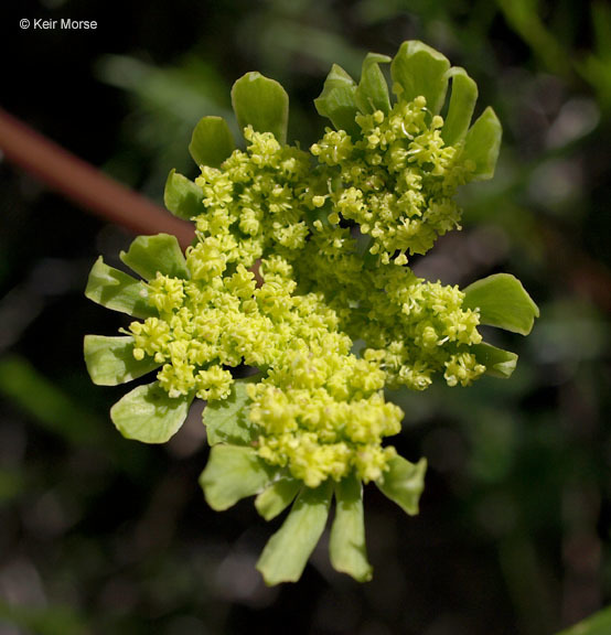 Image of common lomatium