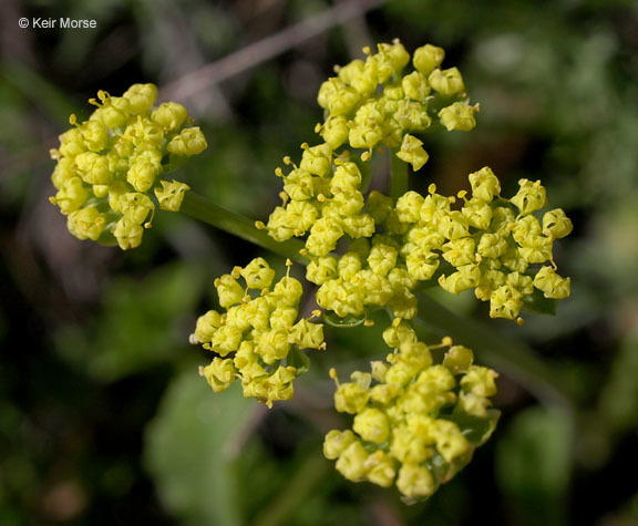 Image of common lomatium