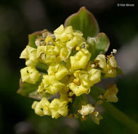 Image of common lomatium