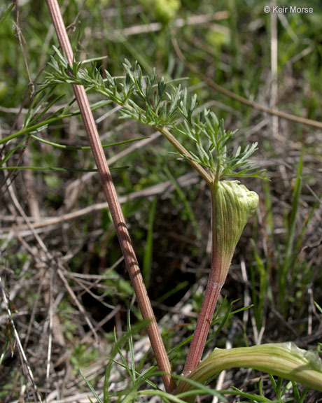 Image of common lomatium