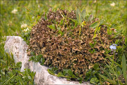 Image of island cetraria lichen