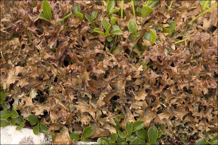 Image of island cetraria lichen