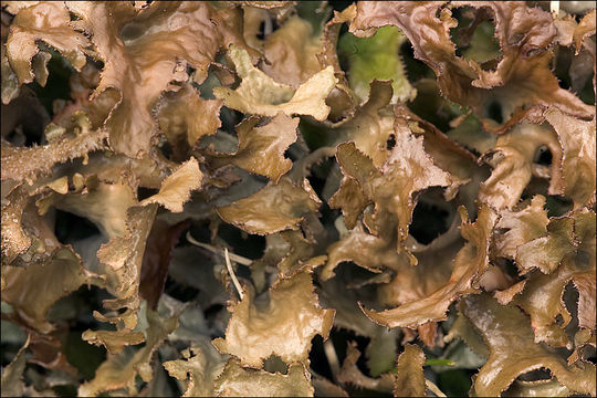 Image of island cetraria lichen