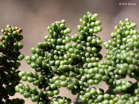 Image of <i>Cheilanthes covillei</i>