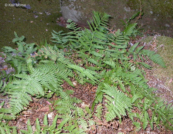 Image of coastal woodfern