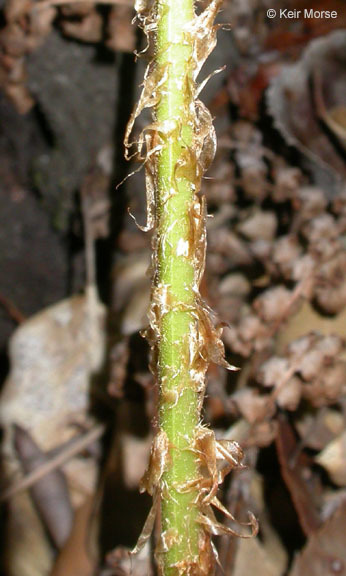 Dryopteris arguta (Kaulf.) Watt. resmi