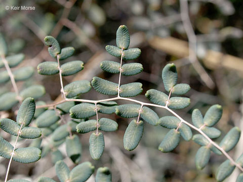 Pellaea andromedifolia (Kaulf.) Fée resmi