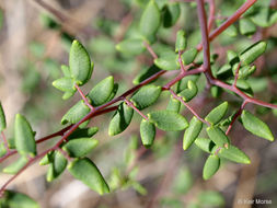 Pellaea andromedifolia (Kaulf.) Fée resmi