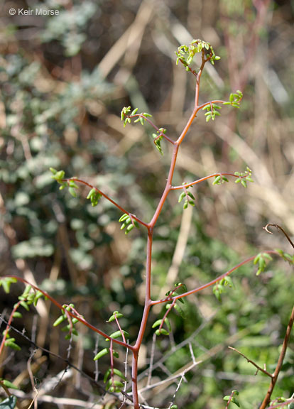 Pellaea andromedifolia (Kaulf.) Fée resmi