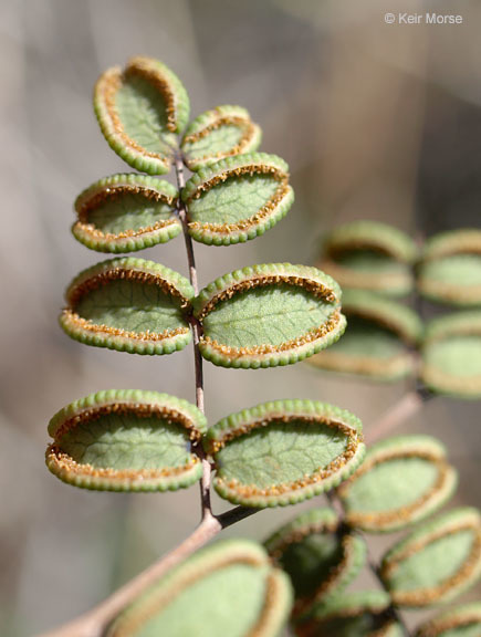 Pellaea andromedifolia (Kaulf.) Fée resmi