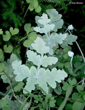 Image of pale silverback fern