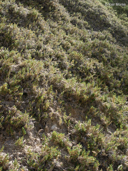 Image of bushy spikemoss