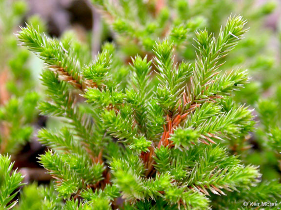 Image of bushy spikemoss