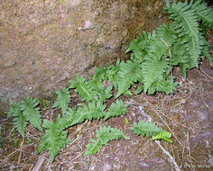 Image de Polypodium calirhiza S. A. Whitmore & A. R. Smith