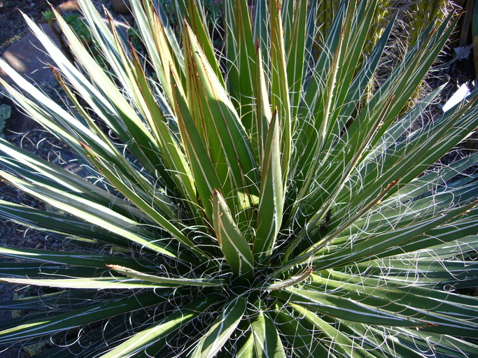 Image of Hairy Century Plant