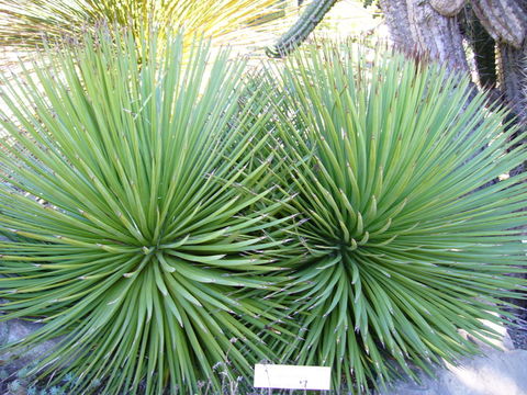 Agave striata Zucc. resmi