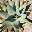 Image of Aloe comptonii Reynolds