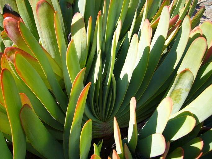 Image of Kumara plicatilis (L.) G. D. Rowley