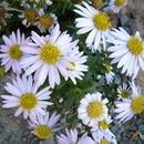 Plancia ëd Aster pekinensis (Hance) Chen