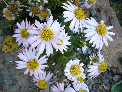 Aster pekinensis (Hance) Chen resmi