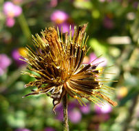 Image of Bidens aequisquama (Fern.) Sherff