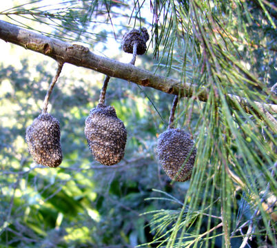 Image of <i>Casuarina torulosa</i>