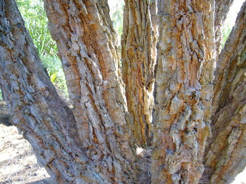 Image of <i>Casuarina torulosa</i>