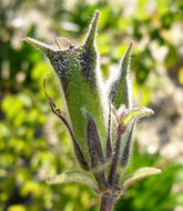 صورة <i>Ceratotheca triloba</i>