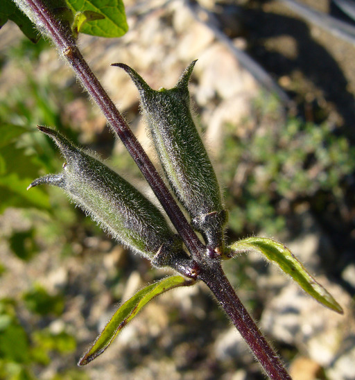 صورة <i>Ceratotheca triloba</i>