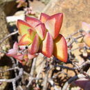 Imagem de Crassula rupestris Thunb.