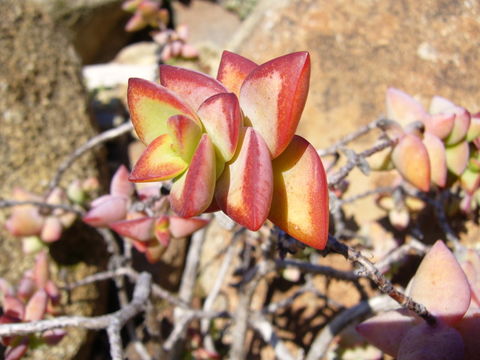 Image of Concertina plant