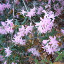 Image of <i>Rhododendron scabrifolium</i> var. <i>spiciferum</i>