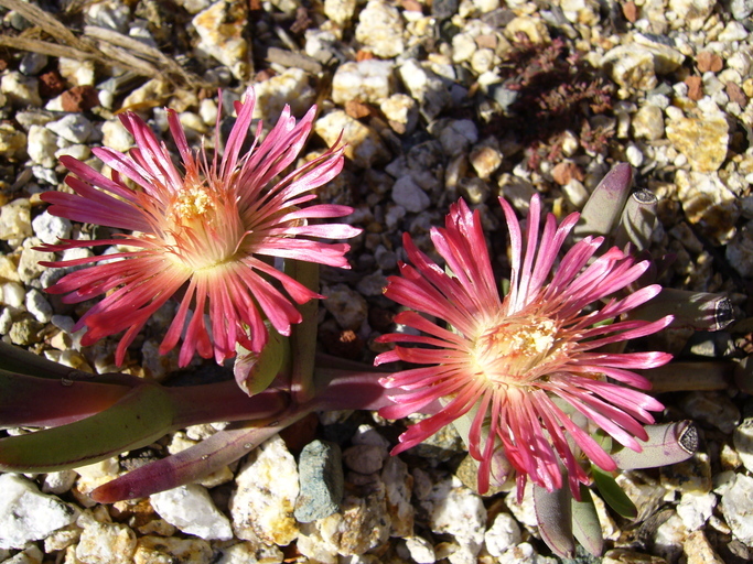 Image of Ruschia marianae (L. Bol.) Schwant.