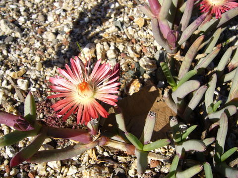 Image of Ruschia marianae (L. Bol.) Schwant.