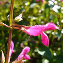 Sivun Salvia chiapensis Fernald kuva