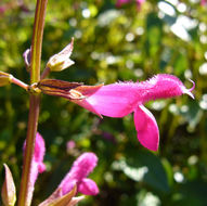 Image of Salvia chiapensis Fernald