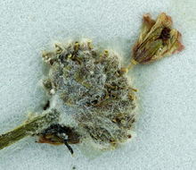 Image of Sulphur Hot Springs buckwheat