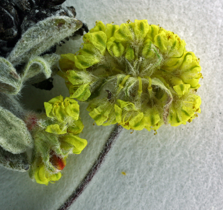 Imagem de Eriogonum caespitosum Nutt.