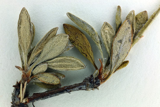 Image of Congdon's buckwheat