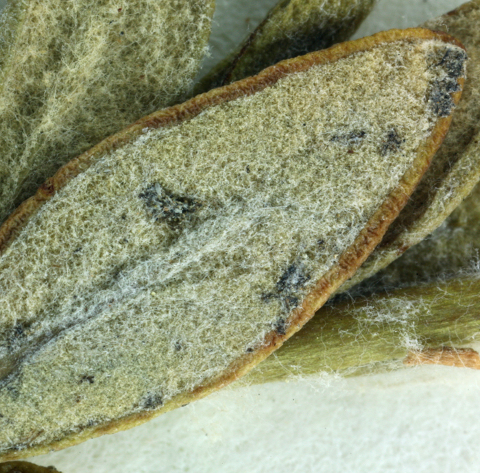 Image of Congdon's buckwheat